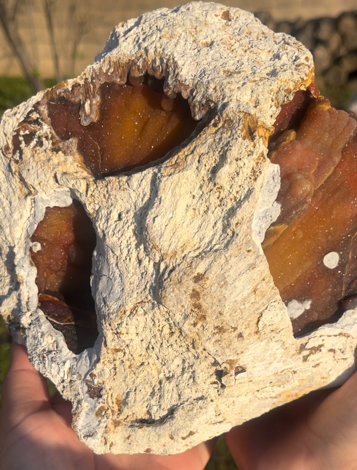 XXX-Large Orange druzy fossilized coral