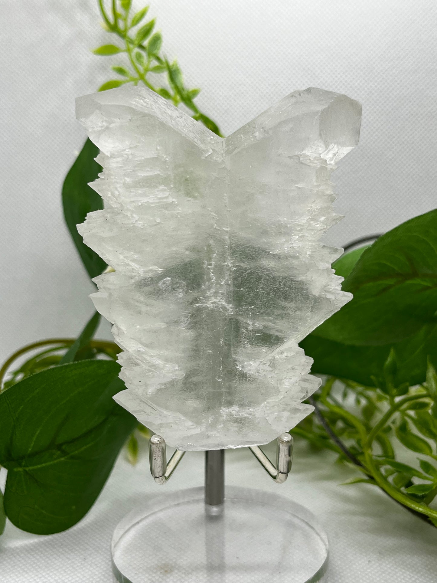 Fishtail selenite from Zona De Silencio (D)
