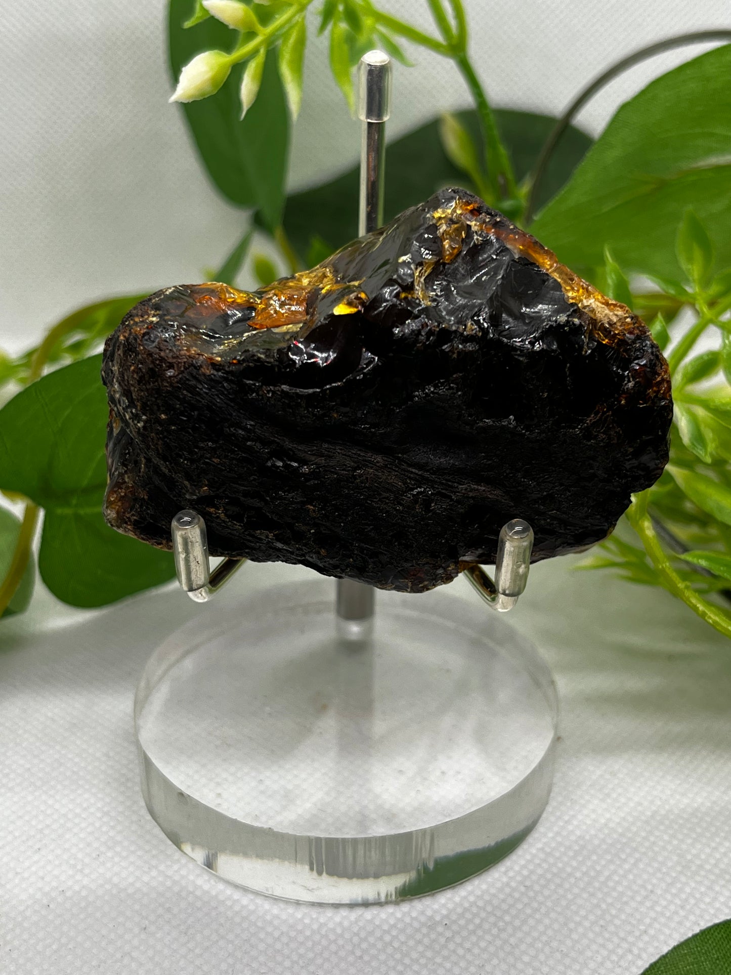 Amber from Indonesia (C)