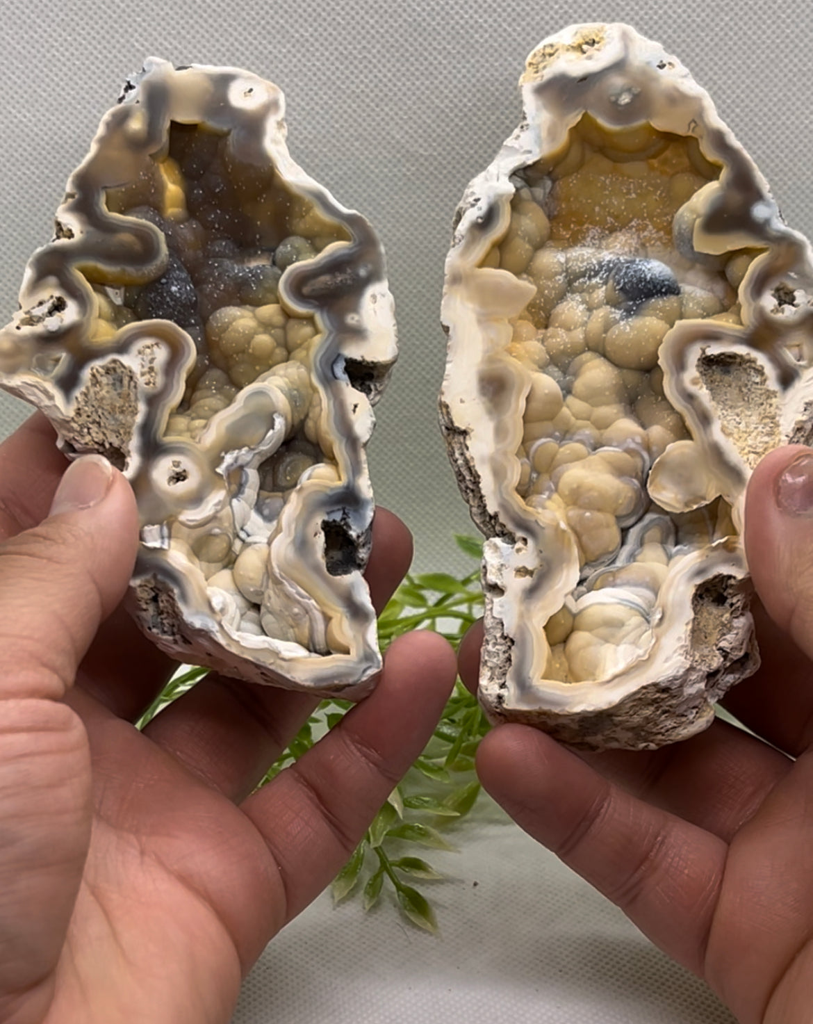 Agatized Corals