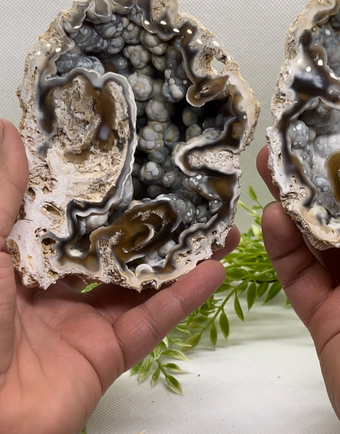 Agatized Corals