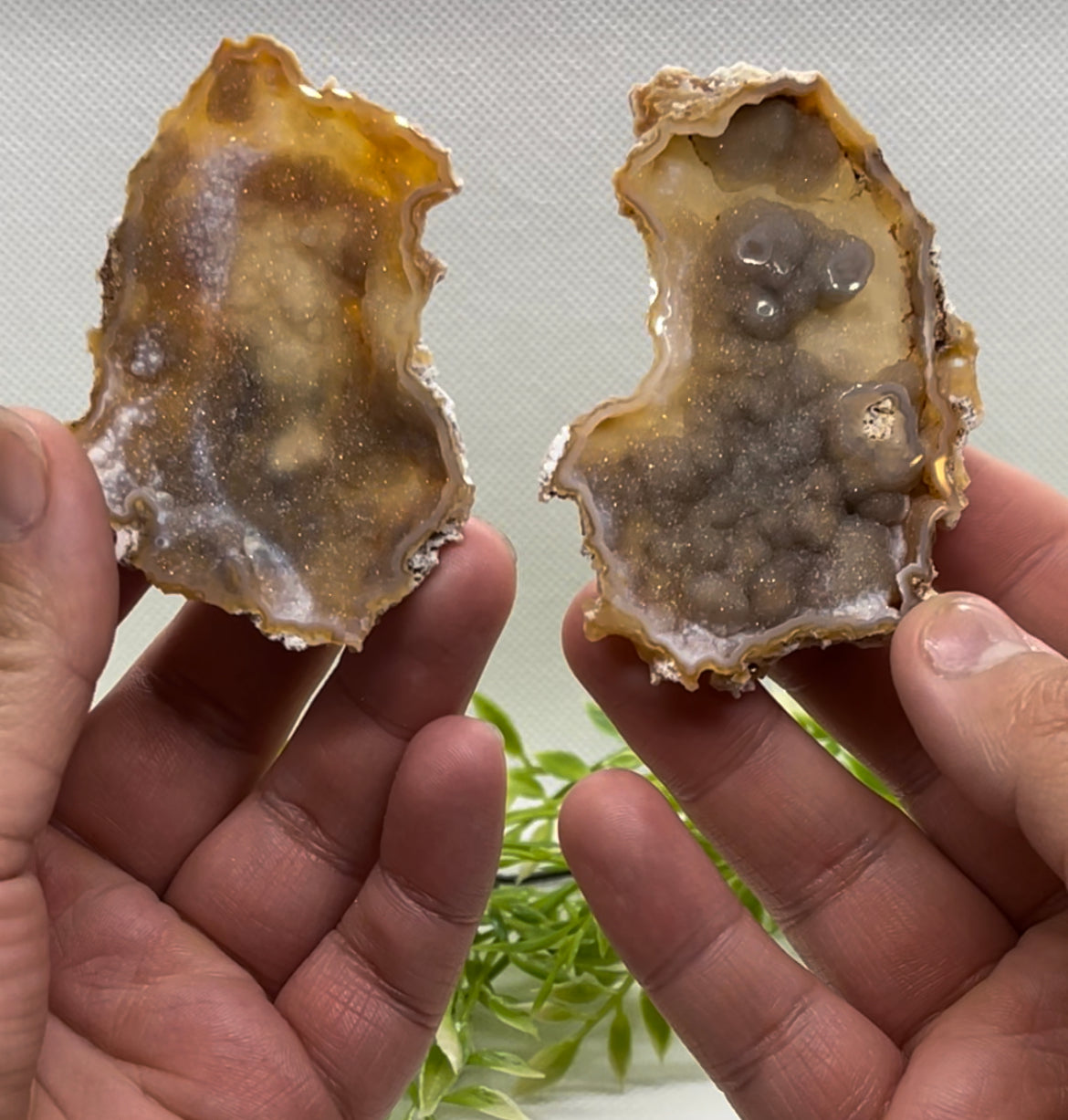 Agatized Corals