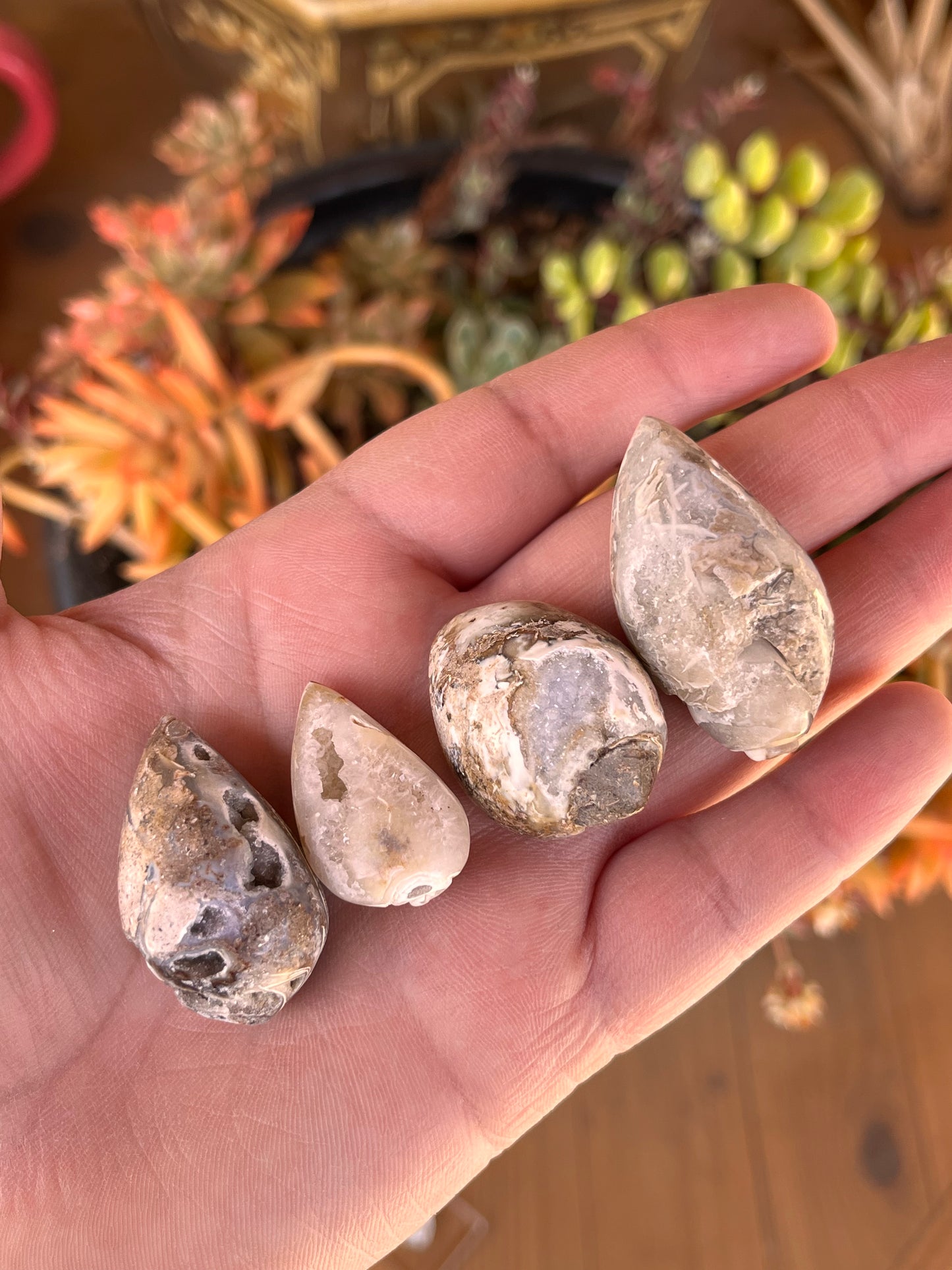 Agatized Shells