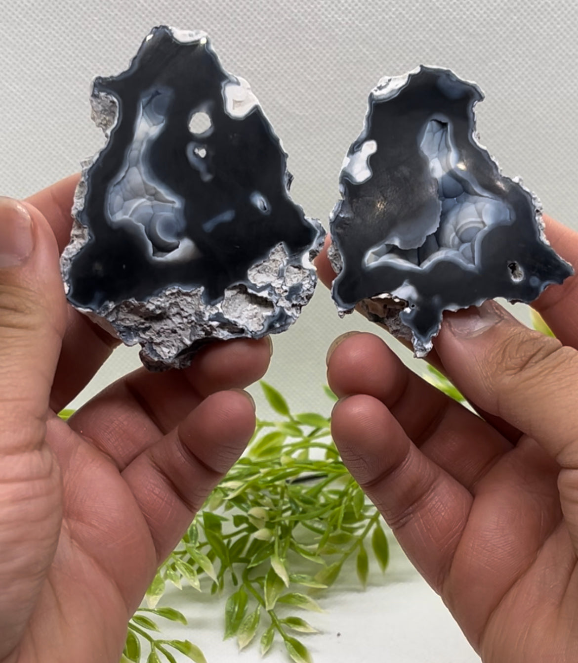 Agatized Corals