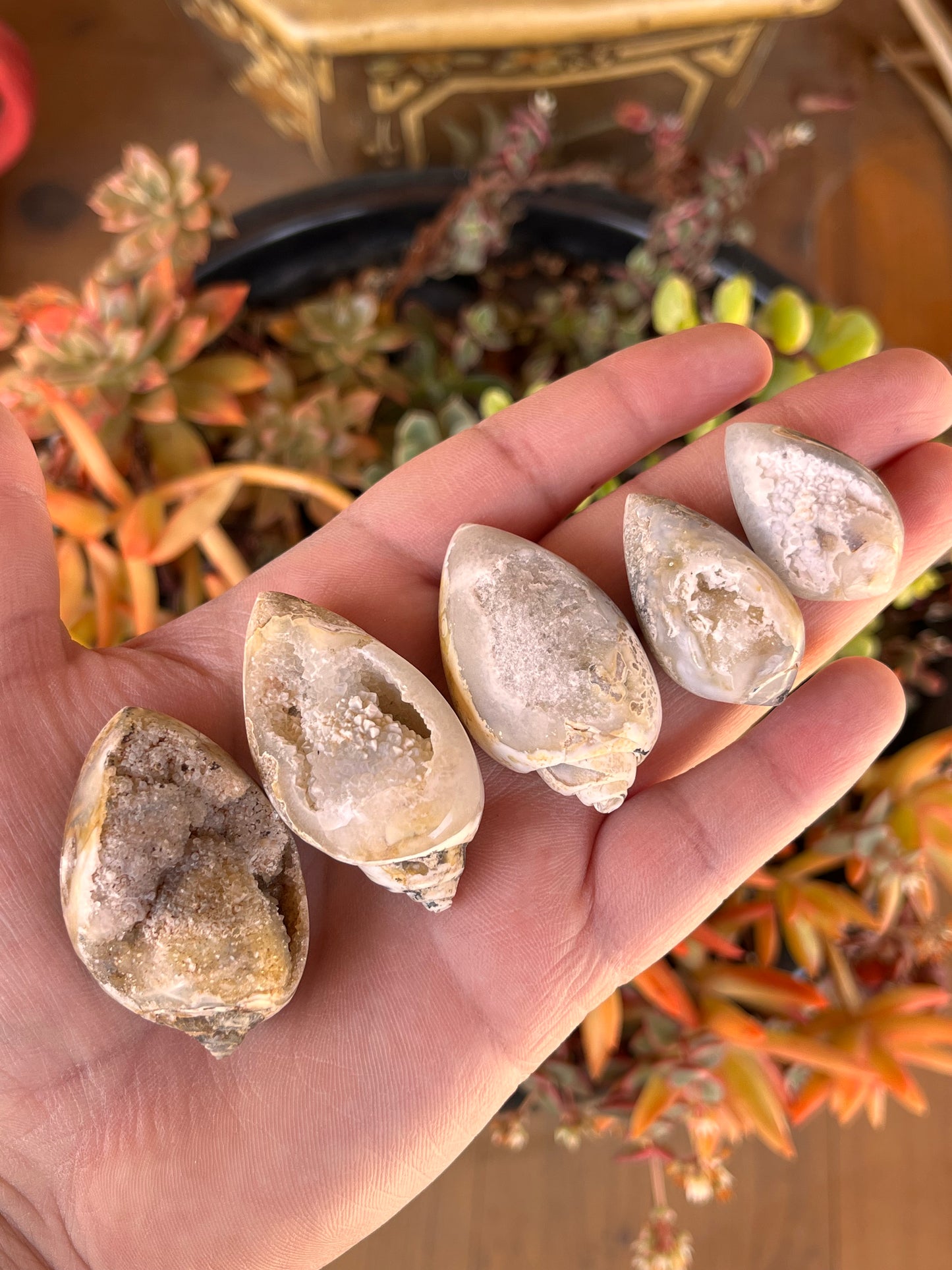 Agatized Shells