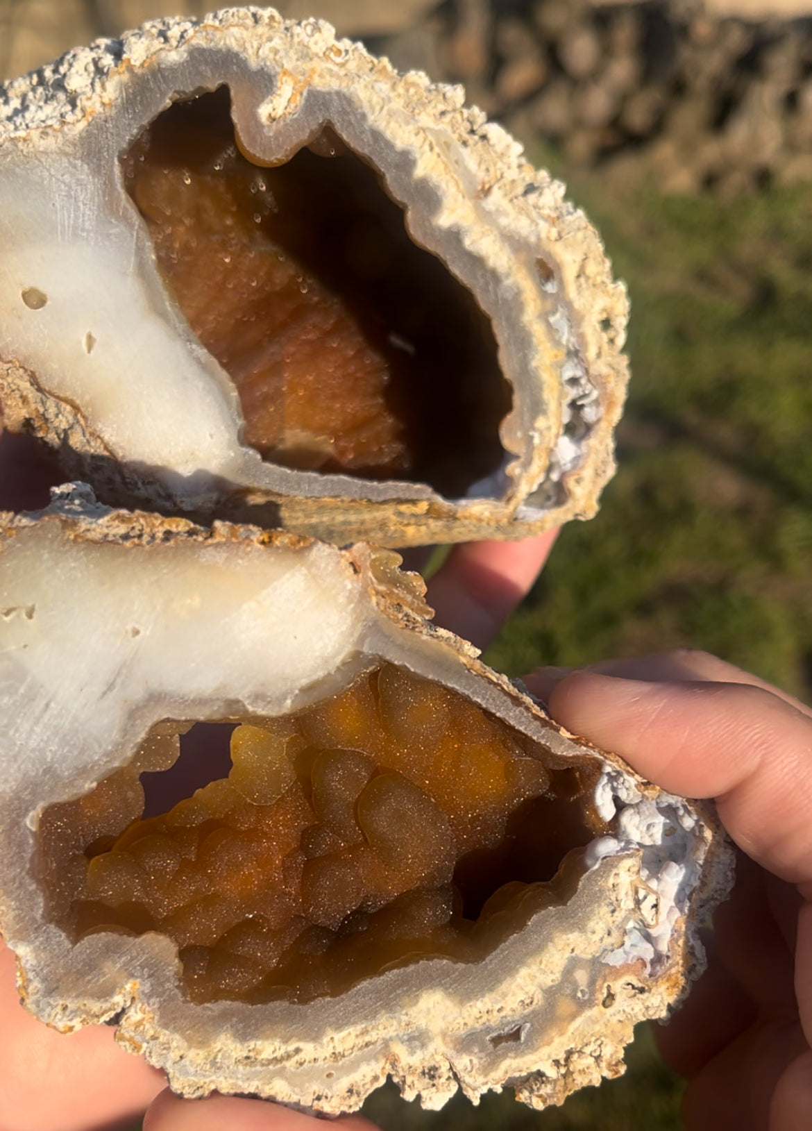 Large orange fossilized coral