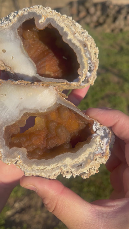 Large orange fossilized coral